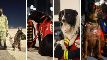 Perritos-rescatistas-Mexico-Turquia-sismo-animales-lomitos-rescatistas
