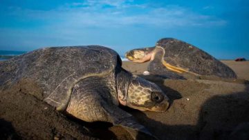 tortugas2-1160×700-1
