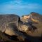 tortugas2-1160×700-1