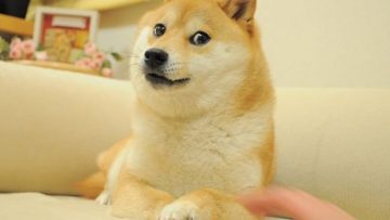 443843795_935544398254488_8018359279200307114_n