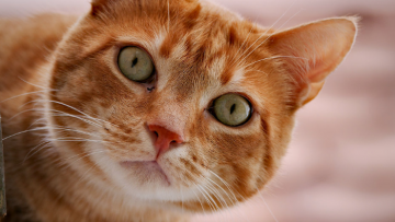 Captura de pantalla 2025-10-29 091735